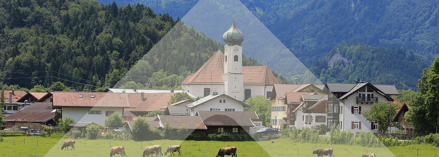 Das Murnau-Werdenfelser Rind - Erhalt und Ausbau der Rasse